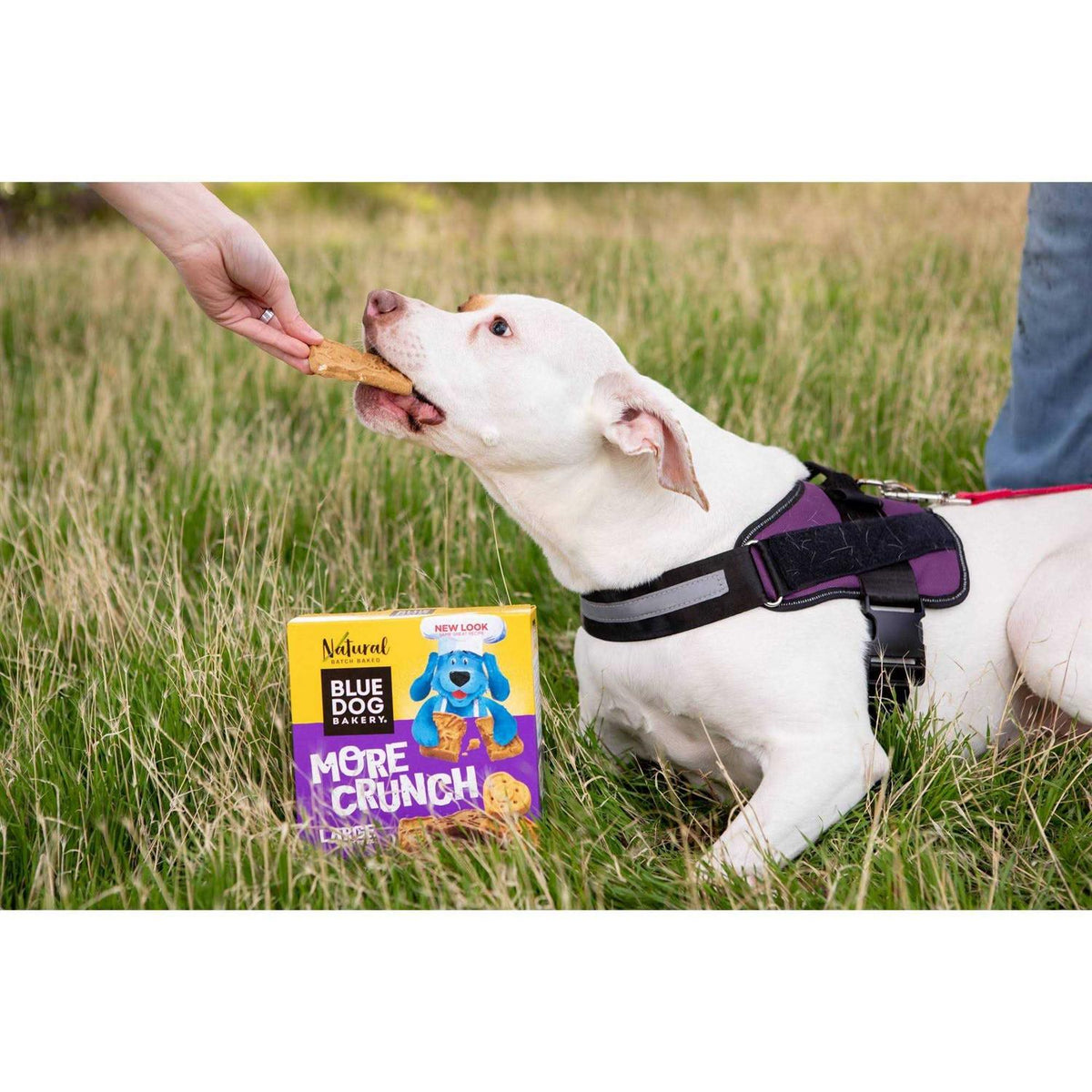 Assorted Flavors Dog Treats Z3802
