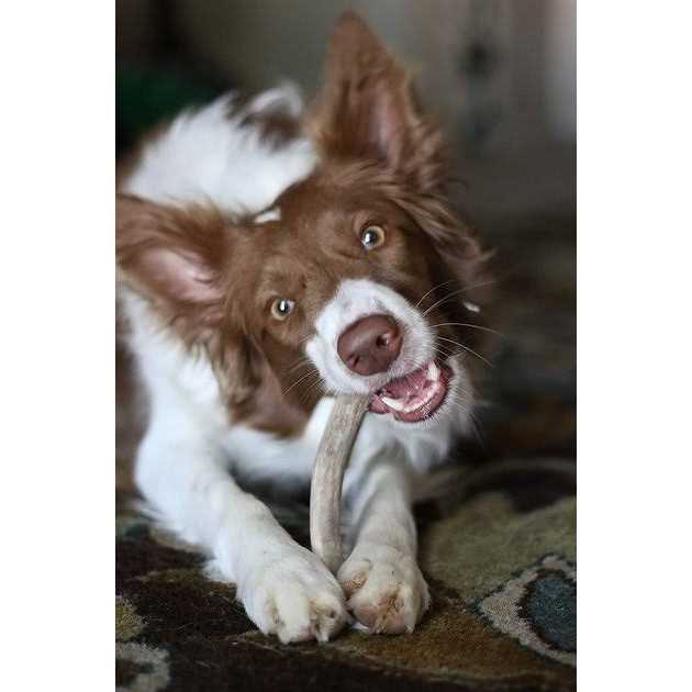 All Natural Whole Elk Antler Dog Chew V731