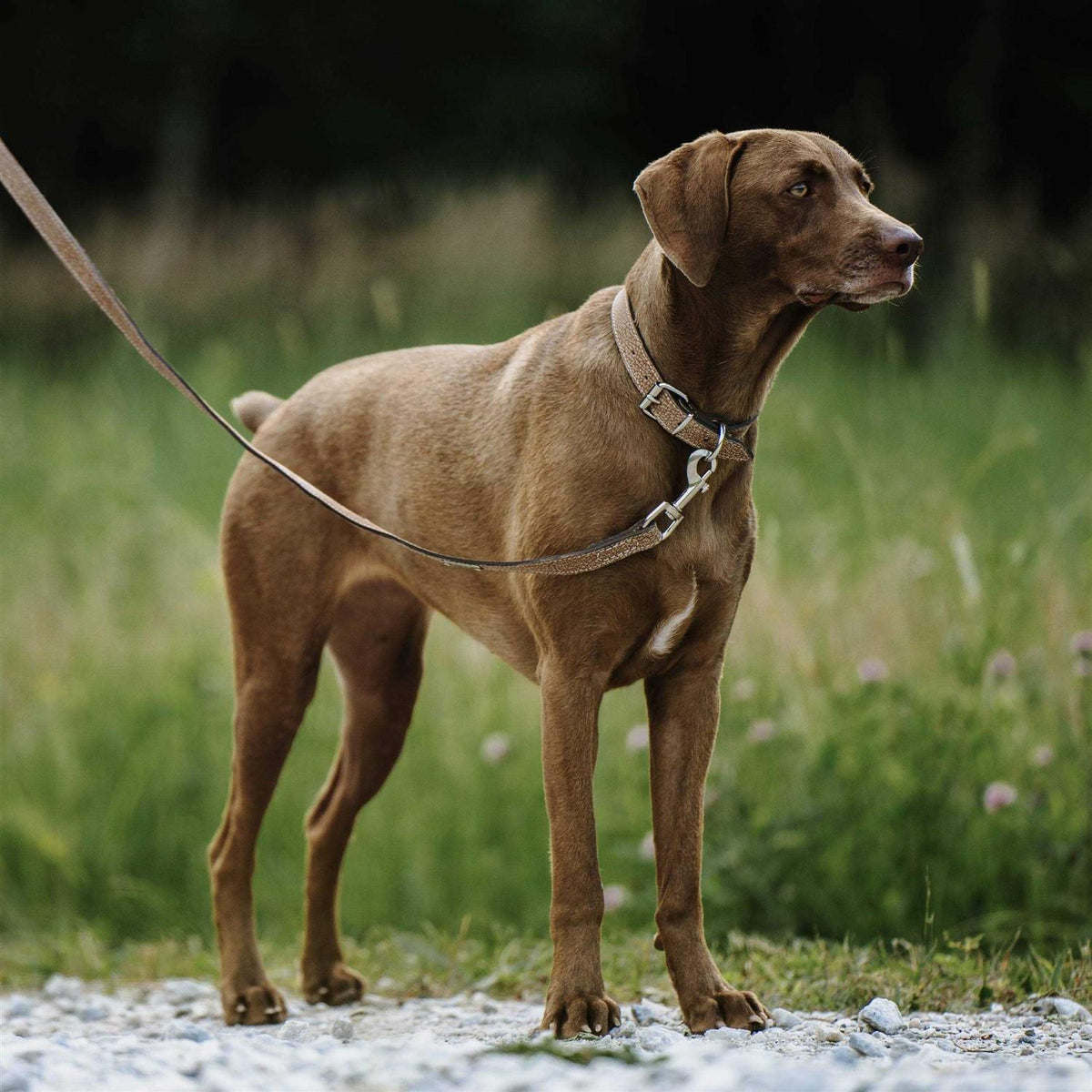 Leather Dog Leash N8138