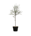 Faux Thyme Topiary in Pot P438971