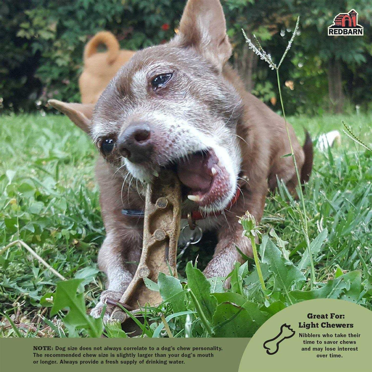Dental Dog Chew U1160