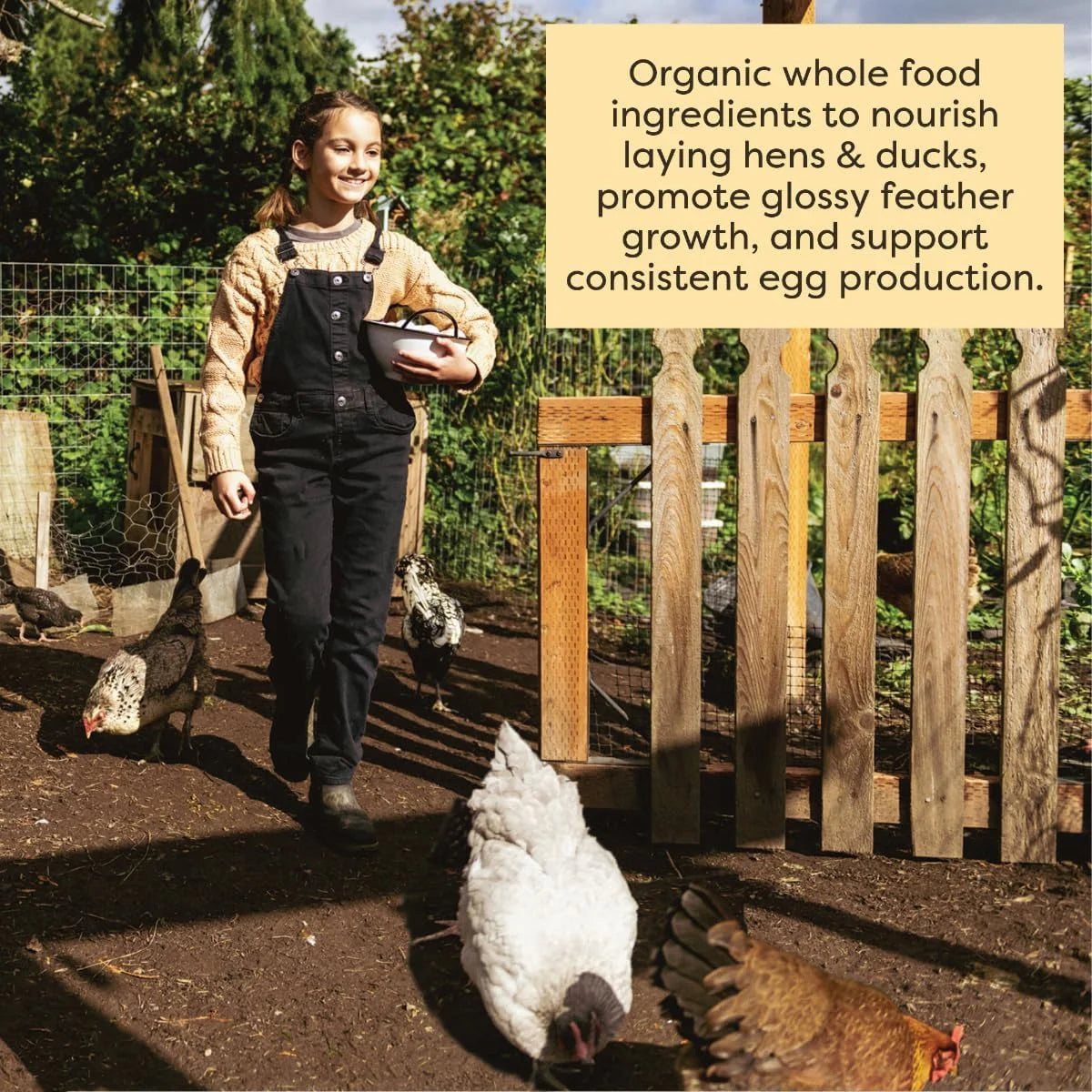 Organic Whole Grain Layer Feed + Corn 18% Protein Chicken and Duck Feed 40lb V899